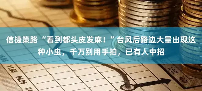 信捷策路 “看到都头皮发麻！”台风后路边大量出现这种小虫，千万别用手拍，已有人中招